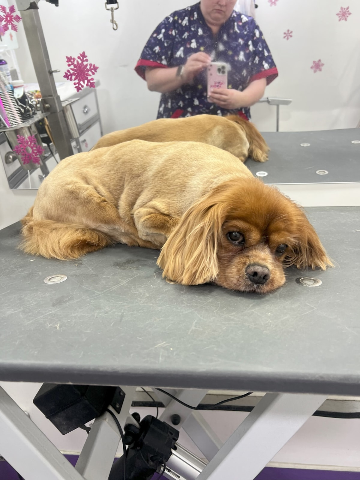 A King Charles Cavalier Spaniel