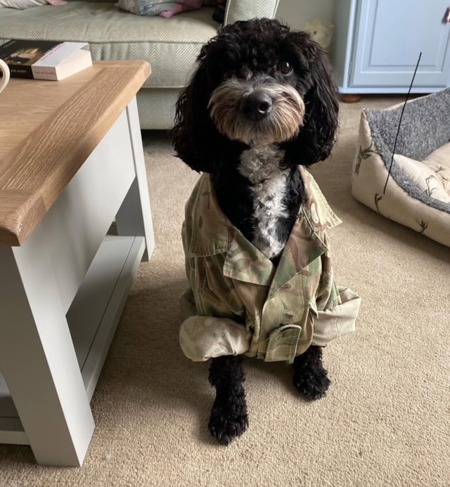 Cockapoo Bonnie (in uniform): Cockapoo Bonnie (in uniform)