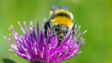 Species on the Edge - Great yellow bumblebee - Credit Pieter Haringsma-2 cropped: Species on the Edge - Great yellow bumblebee - Credit Pieter Haringsma-2 cropped