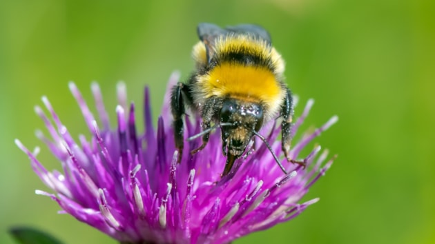 Community rallies to face Bettyhill bumblebee emergency: Species on the Edge - Great yellow bumblebee - Credit Pieter Haringsma-2 cropped