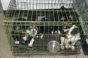 Puppy farm image 2: Illicit puppy farmers often keep dogs like these in cramped cages Picture courtesy of the Scottish Society for the Prevention of Cruelty to Animals