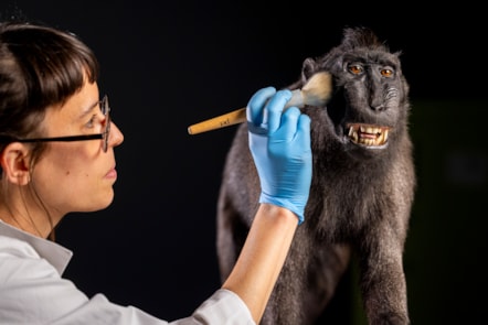 Taxidermist Jazmine Miles-Long works on a Sulawesi crested macaque. Photo © Duncan McGlynn  (4)