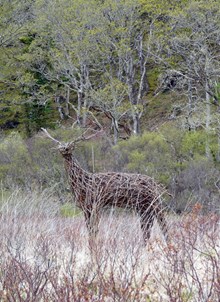 deer: deer by Jane Walker.