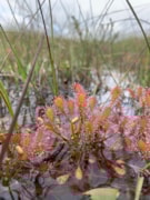 Sundews: Sundews