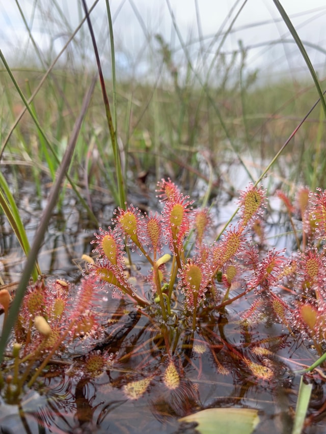 Sundews