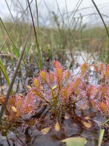 Sundews