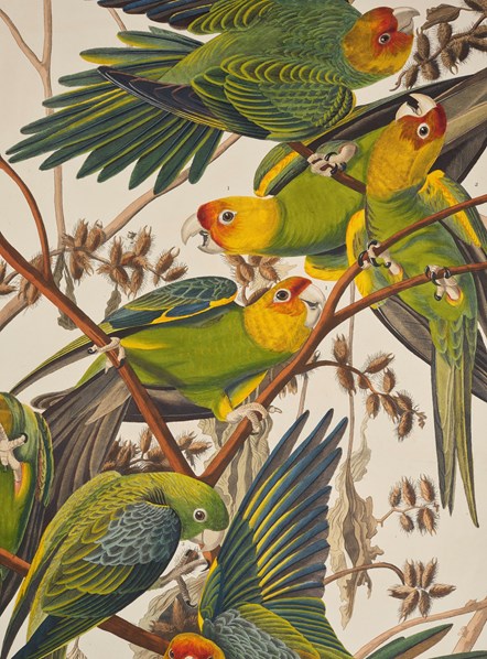 Detail from a print depicting Carolina Parrots from Birds of America, by John James Audubon. Image © National Museums Scotland