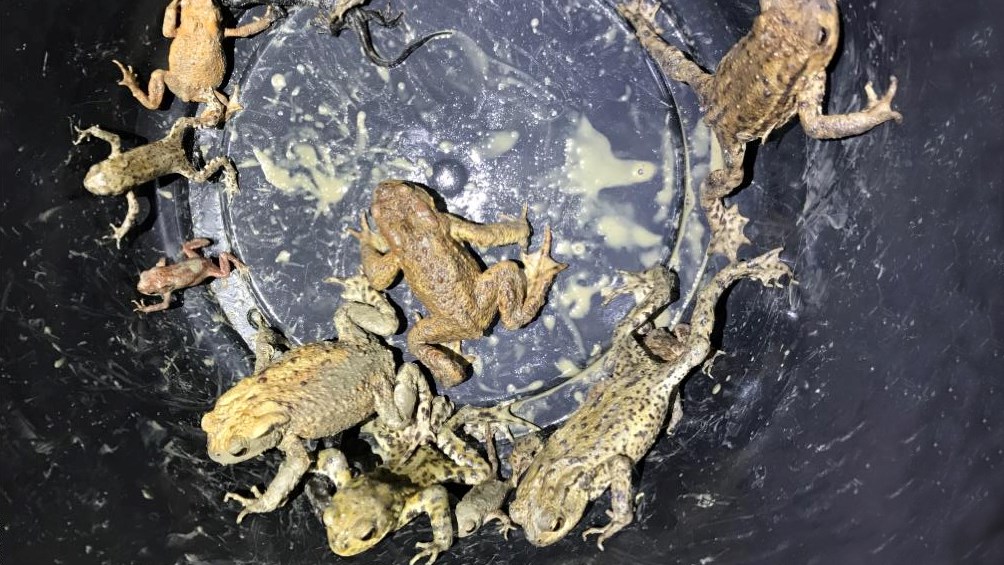 Common toads and great crested newts