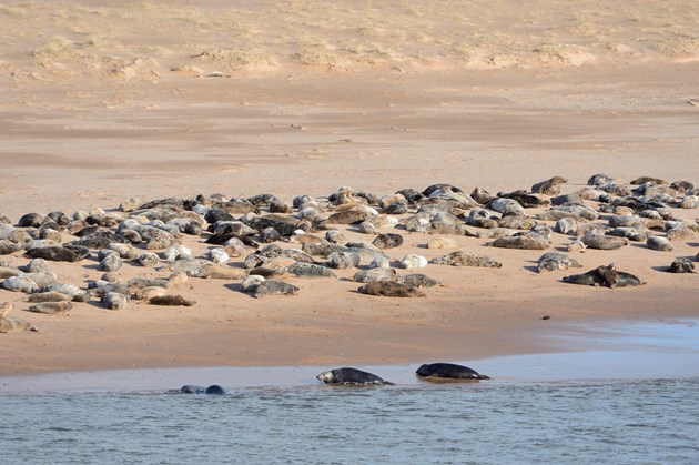 Grey seals at the Ythan estuary  Forvie National Nature Reserve ©Lorne GIll/NatureScot