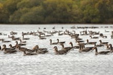 Loch Leven - greylag geese