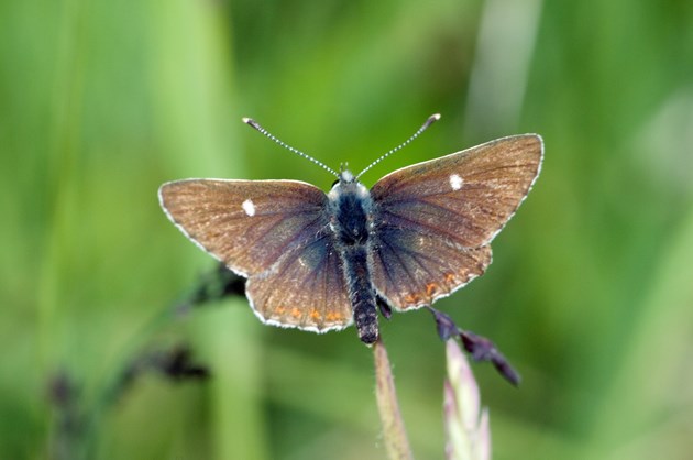 Northern Brown Argus butterfly, (Aricia artaxerxes).©Lorne Gill-SNH