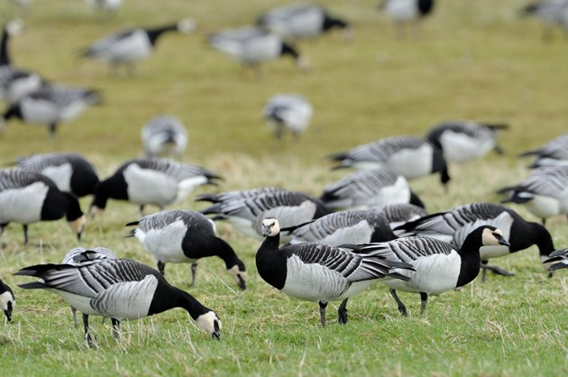 Avian flu vigilance remains high: Barnacle geese ©Lorne Gill/NatureScot