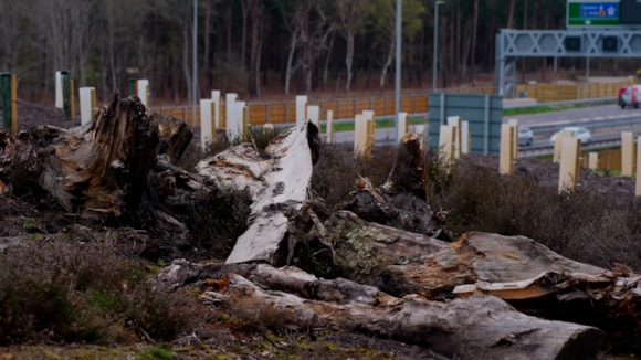 The UK's first ever heathland bridge-4