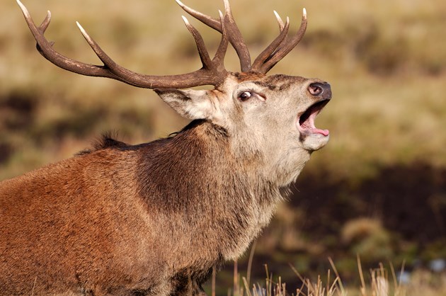 Lead nature agency celebrates spectacular autumn wildlife: Red Deer stag roaring. Highland Wildlife Park ©Lorne Gill-NatureScot