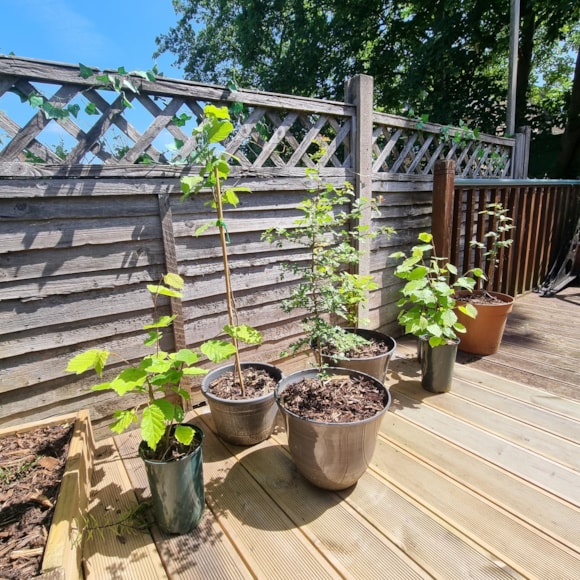 Help to create a greener Hertfordshire as the Your Tree Our Future scheme returns: Trees planted from Your Tree Our Future