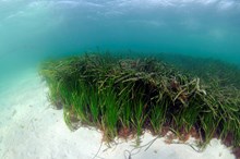 A shallow seagrass  bed in the Sound of Barra ©Ben James-NatureScot - Free use with credit