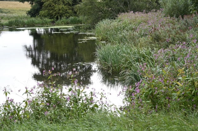 A pond at Easter Rattray Farm, Strathmore near Blairgowrie