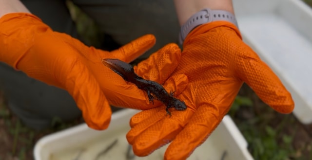 Network Rail newts: Network Rail newts