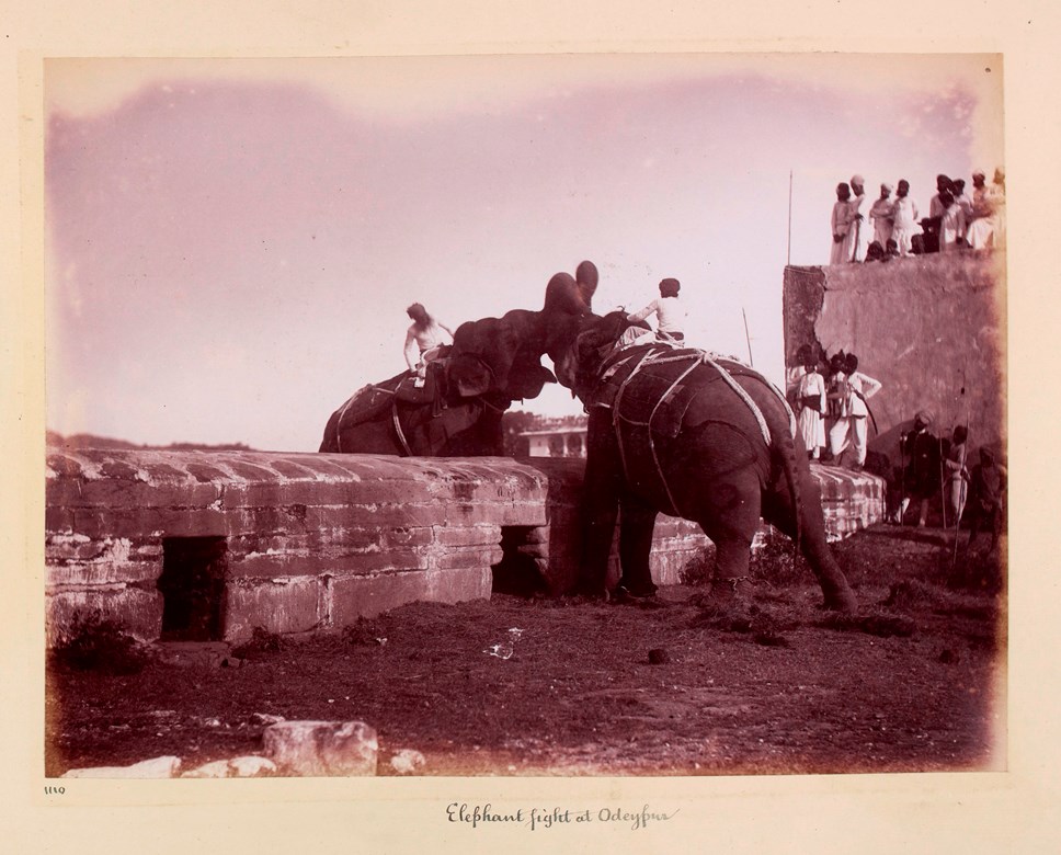Photograph of an elephant fight, Udaipur, India, ca.1890