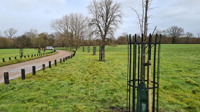 avenue-at-aldenham-country-park-2