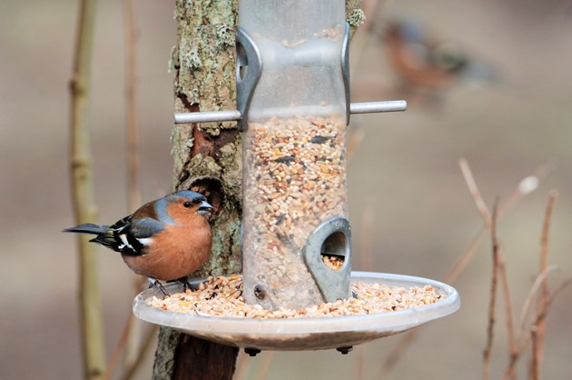 chaffinch-d10465