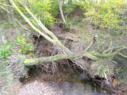 Ty Mawr wood 4: Ty Mawr wood 4
