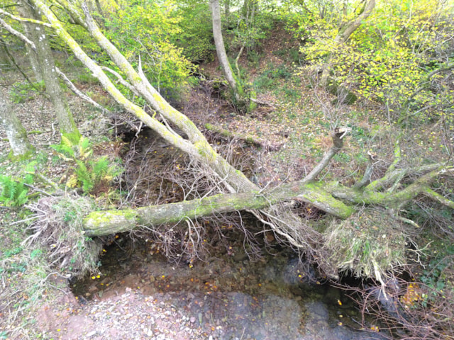 Ty Mawr wood 4