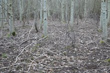 Under these 20 year old ash and birch trees planted on former arable farmland there is very little vegetation at all – mainly grasses and moss - because all the woodland plants are missing ©Rick Worrell