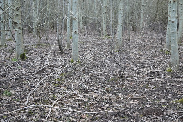 Under these 20 year old ash and birch trees planted on former arable farmland there is very little vegetation at all – mainly grasses and moss - because all the woodland plants are missing  ©Rick Worrell