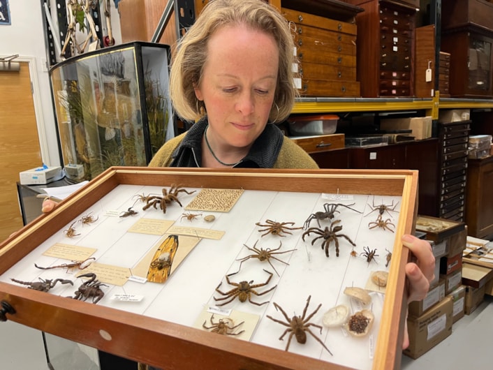 Spiders at Discovery: Curator Clare Brown at the Leeds Discovery Centre with some of its fascinating collection of spiders large and small originating from countries around the world, as well as many examples collected in Yorkshire.
Many of those specimens are preserved in specialised spirit jars filled with powerful ethanol, designed to keep the spiders from drying out and deteriorating over time.
