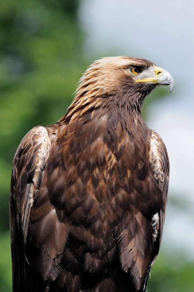 Golden eagle - Lorne Gill