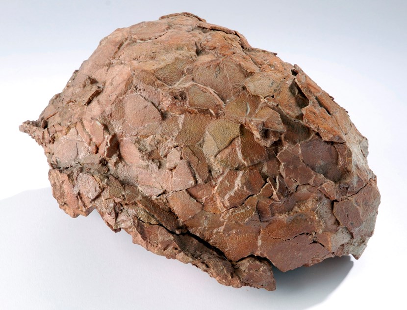 Object of the week- Hypselosaurus egg: hypselosaurusegg.jpg