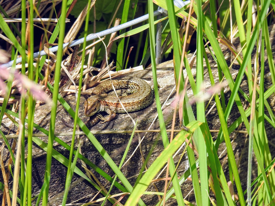 Male common lizard at Shap Cutting