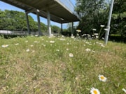 TfL Image - A2 Bexley (Wildflower Verge): TfL Image - A2 Bexley (Wildflower Verge)