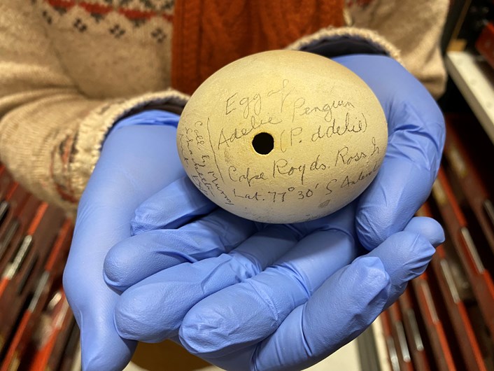 Penguin on ice: The Adélie penguin egg collected by famed explorer Ernest Shackleton during one of his historic expeditions to the Antarctic and which is also part of the Leeds collection.