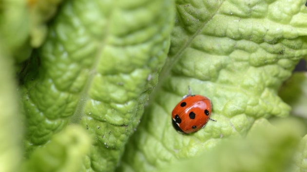 Over 50% of Scots worry about climate change every day: Ladybird-D5090 jpg 2000px - Facebook Instagram PowerPoint m199678