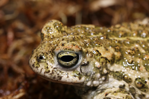Species on the Edge male natterjack Credit Jim Foster-2