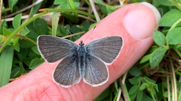 Caithness conservationists get kudos from the King: Small Blue (c) Tracy Munro (1)