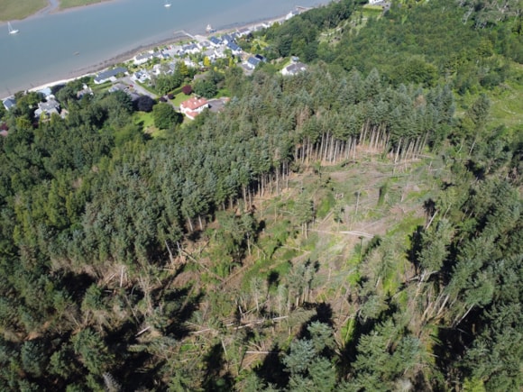 Major operation to clear-up storm damage to begin on Solway coast: A major clear-up operation is set to start in Mark Hill Forest in a bid to tackle the significant storm damage.  