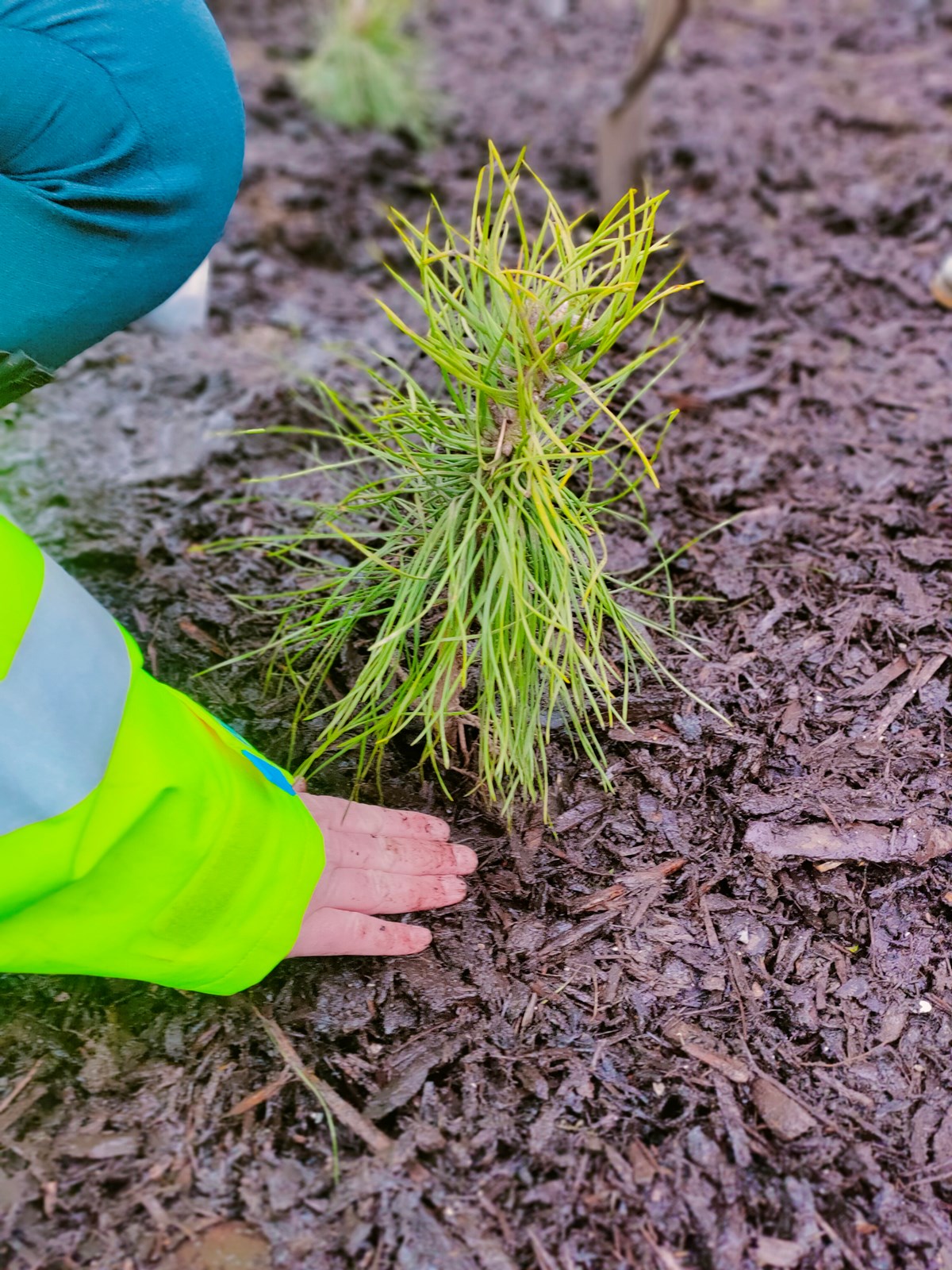 The 500th tree has been planted