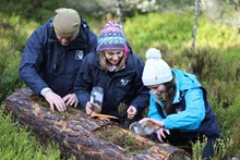 RZSS team release pine hoverfly larvae - credit RZSS: L-R: Carl Allott, Dr Helen Taylor, and Kasia Ruta from RZSS release pine hoverfly larvae into specially created habitat