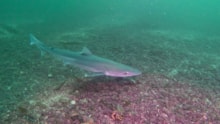 Tope shark - one-time use only in conjunction with this press release - credit Orkney Skate Trust: Tope shark - one-time use only in conjunction with this press release - credit Orkney Skate Trust