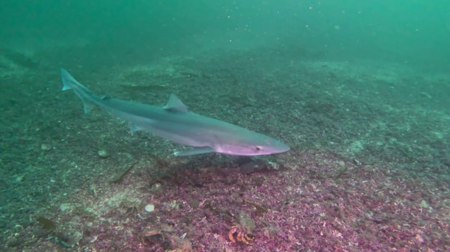 Report shows distribution of Scotland’s threatened sharks, rays and skates: Tope shark - one-time use only in conjunction with this press release - credit Orkney Skate Trust