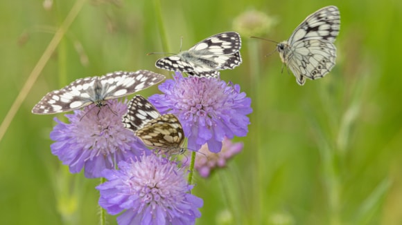 Residents encouraged to share their views on nature: LNRS Simon Tull