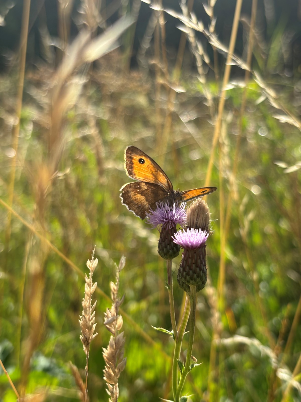 Gatekeeper butterfly