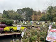 Bournville (2): Bournville (2)