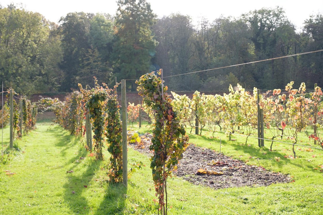 Woodhouse Farm trellis 00009: Woodhouse Farm, CIC, Community Interest Company, HS2 Community Environment Fund, HS2 Business and Local Economy Fund, CEF, BLEF, community engagement, Lichfield, Groundwork