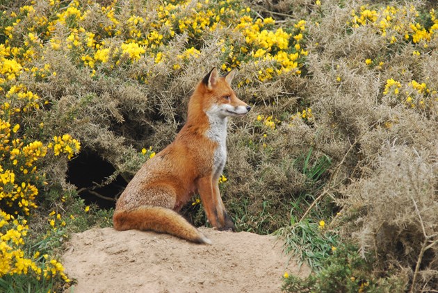 NE Mammal Atlast - Fox photo by Paul Chapman