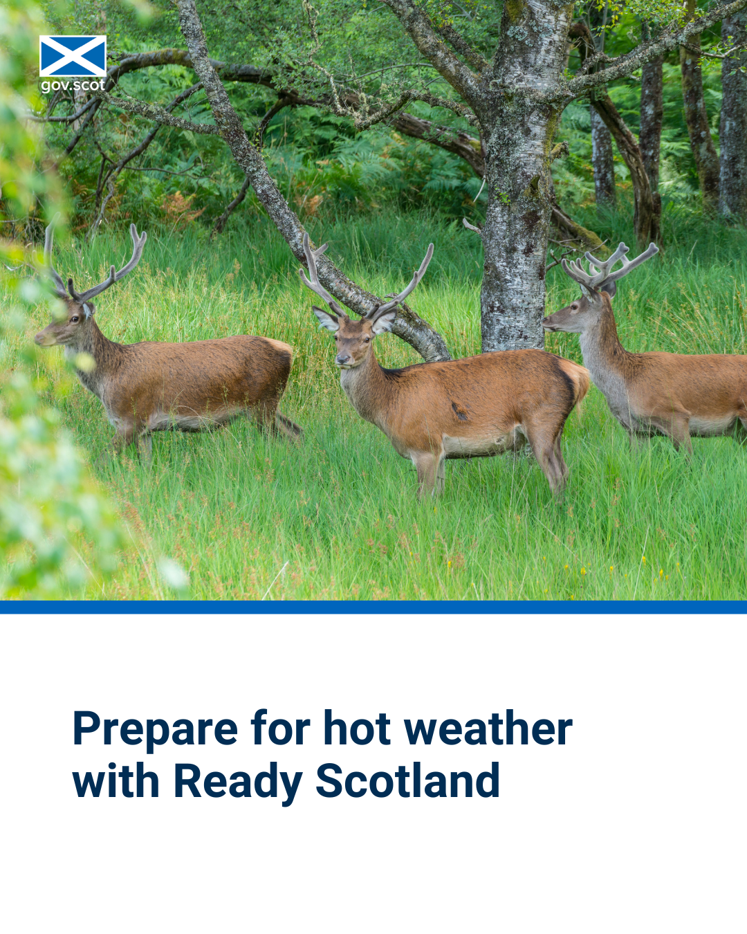 Deer - Portrait - Hot Weather - SG Resilience - June 2025