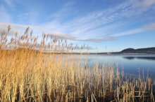 Loch Leven ©Lorne Gill/NatureScot: Reeds growing in the shallow waters of Loch Leven NNR, Tayside and Clackmannanshire Area. ©Lorne Gill/NatureScot